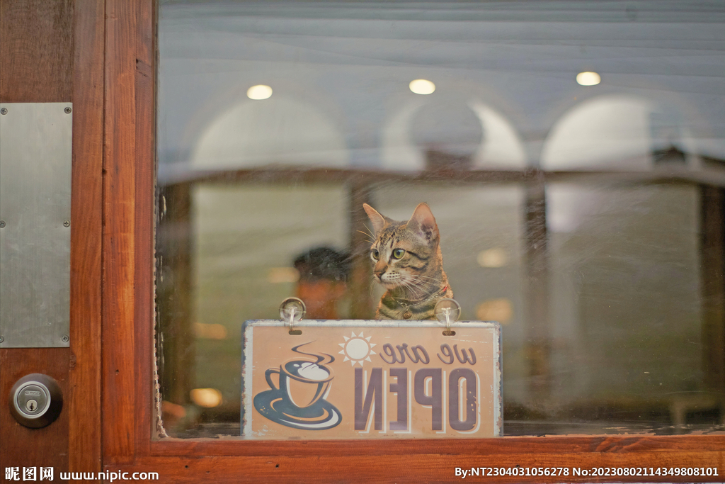 萌猫 