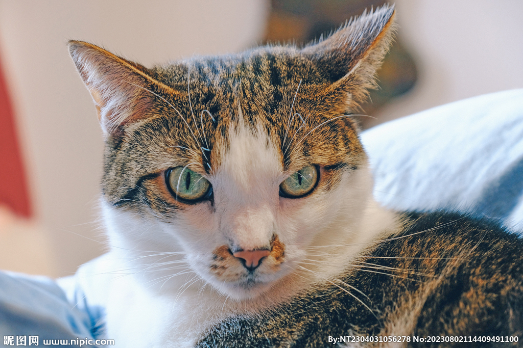 萌猫 