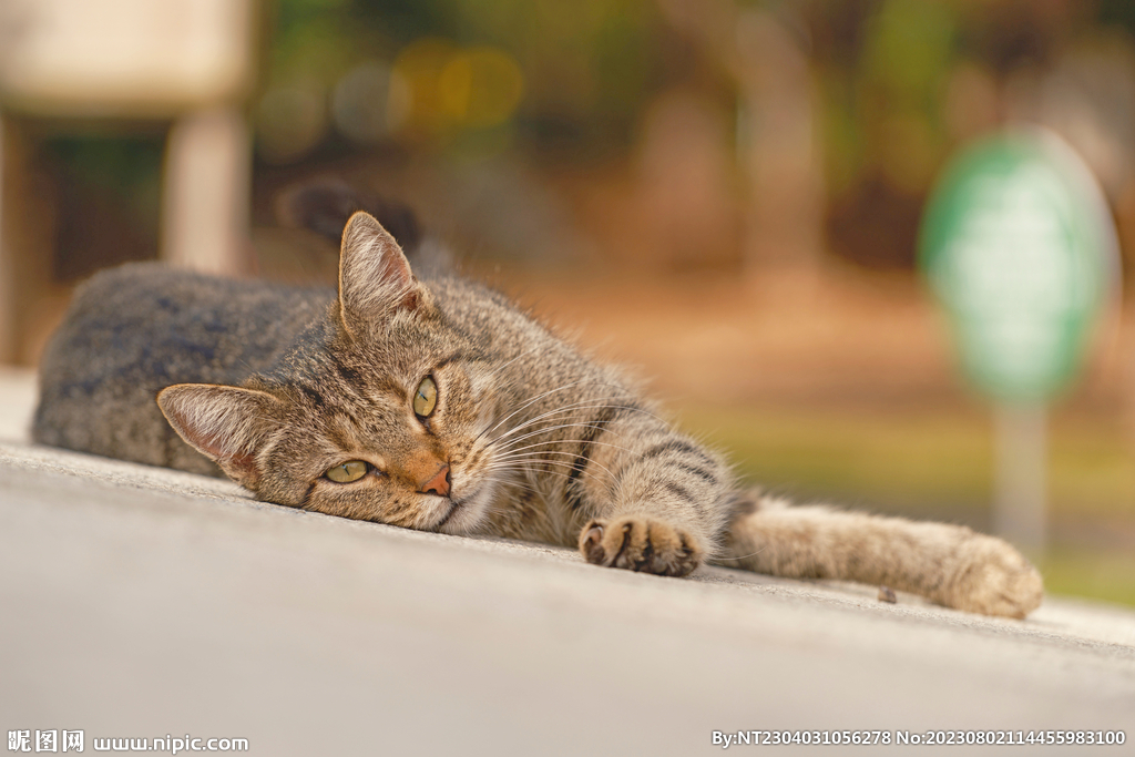 萌猫