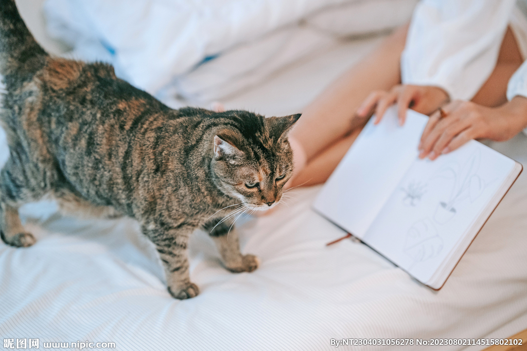 萌猫