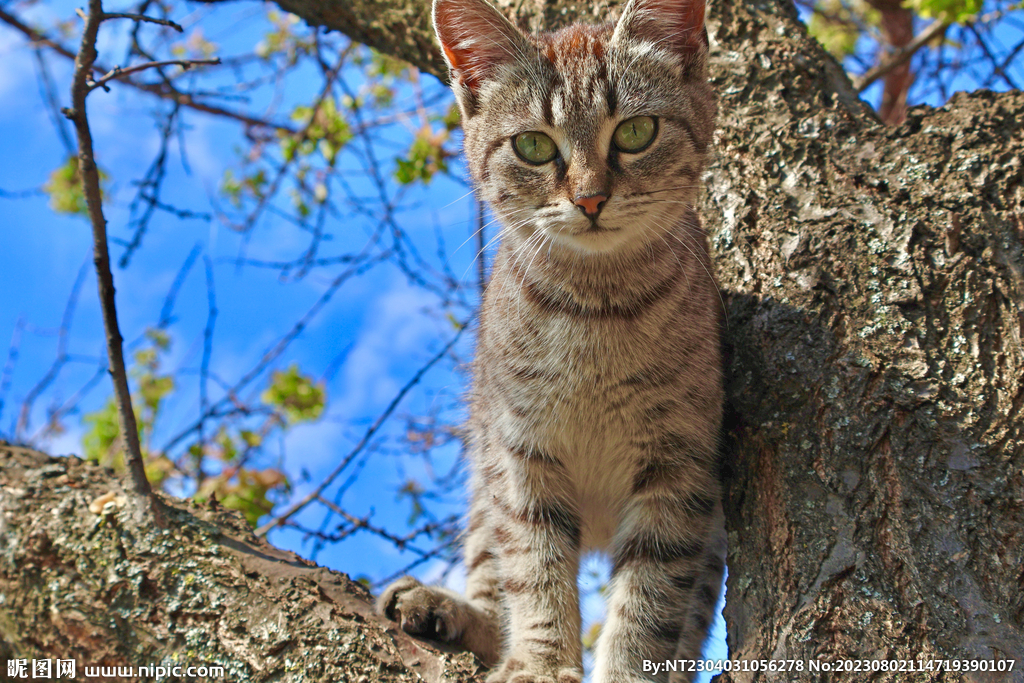 萌猫 