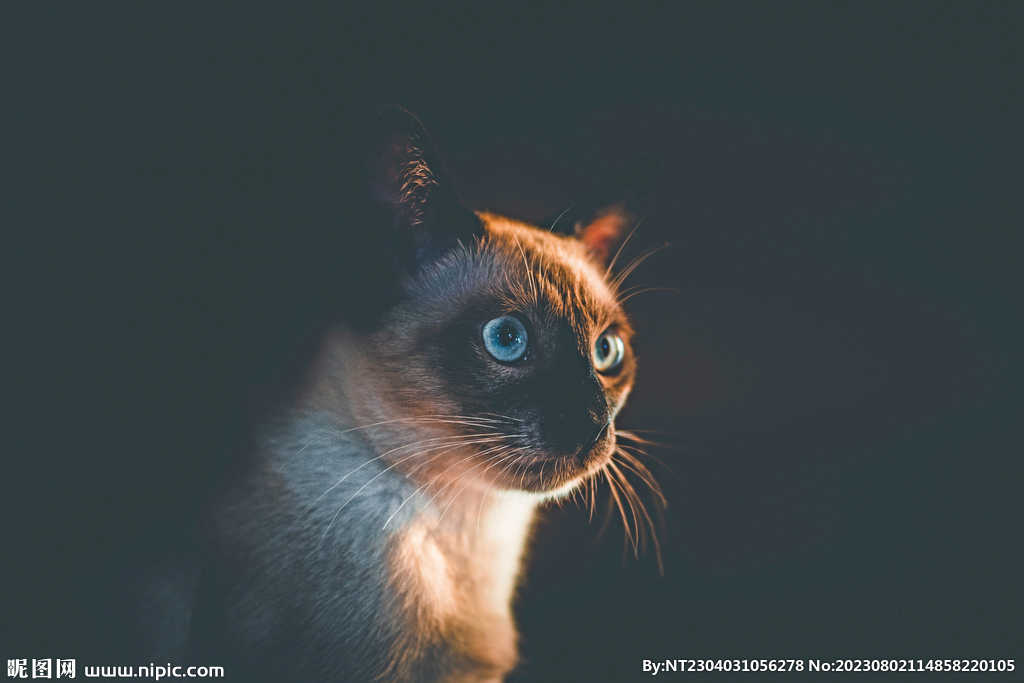 萌猫