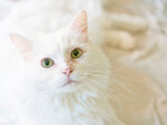 萌猫