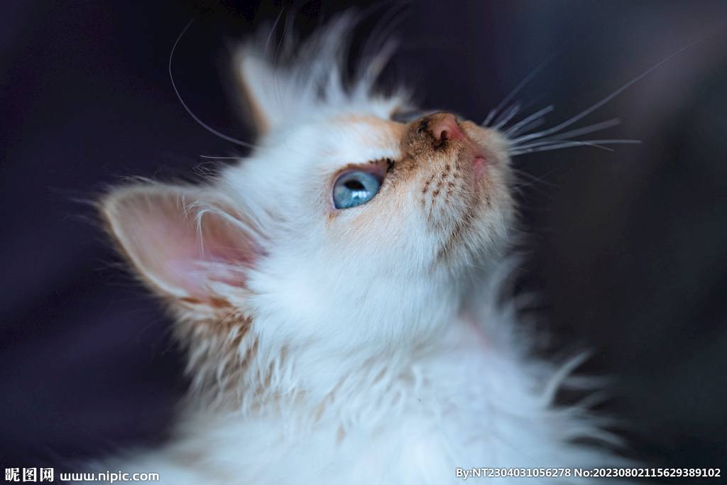 萌猫