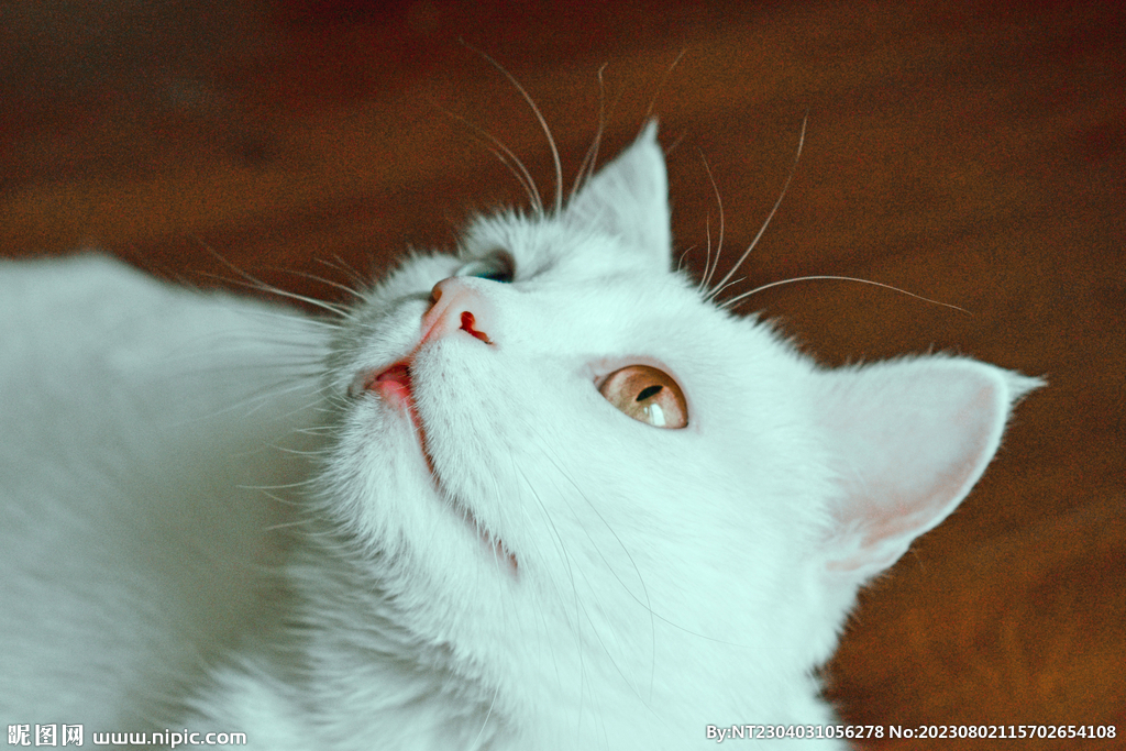 萌猫