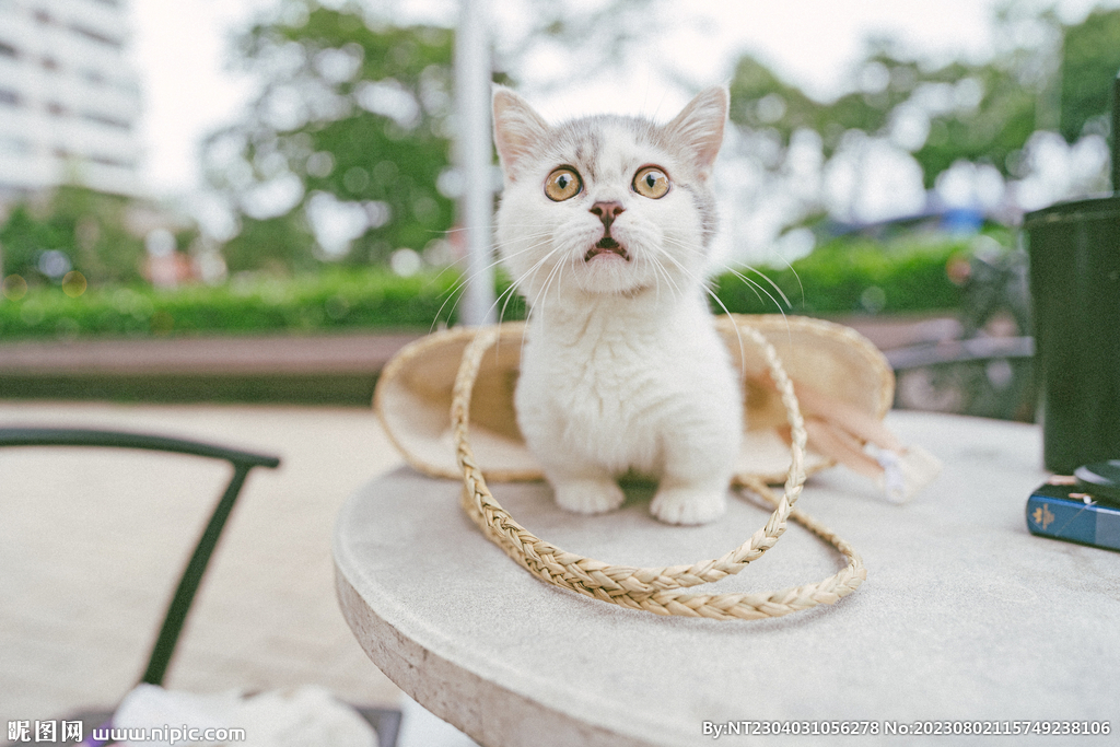 萌猫