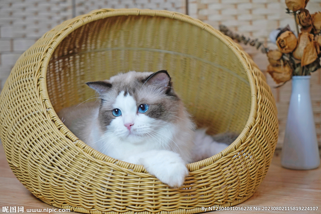 萌猫