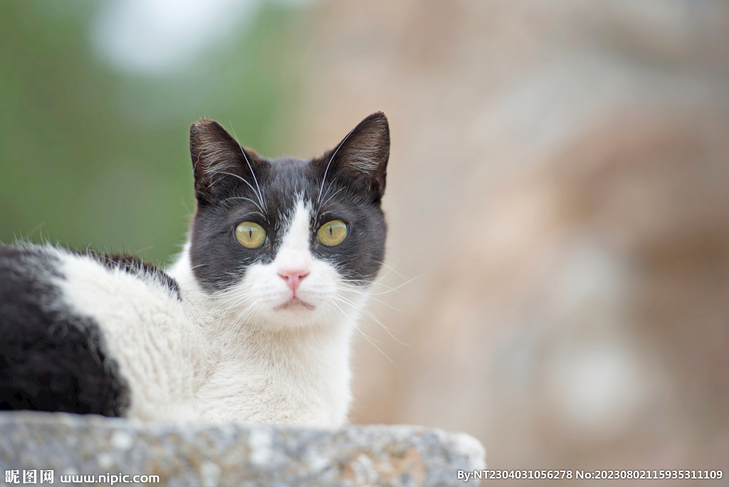 萌猫