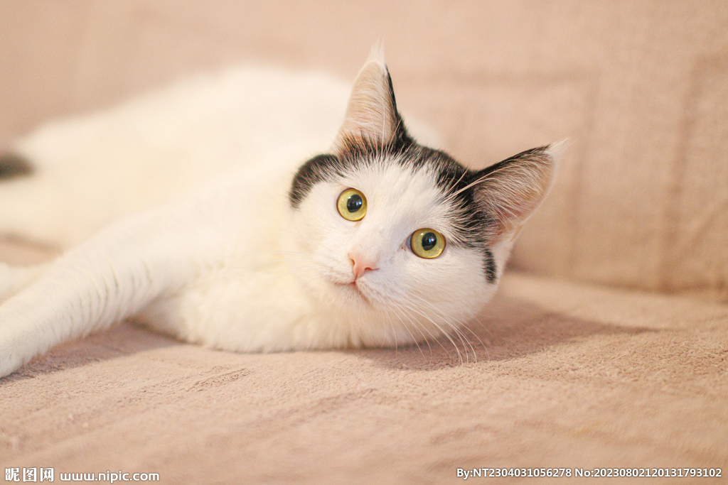 萌猫 