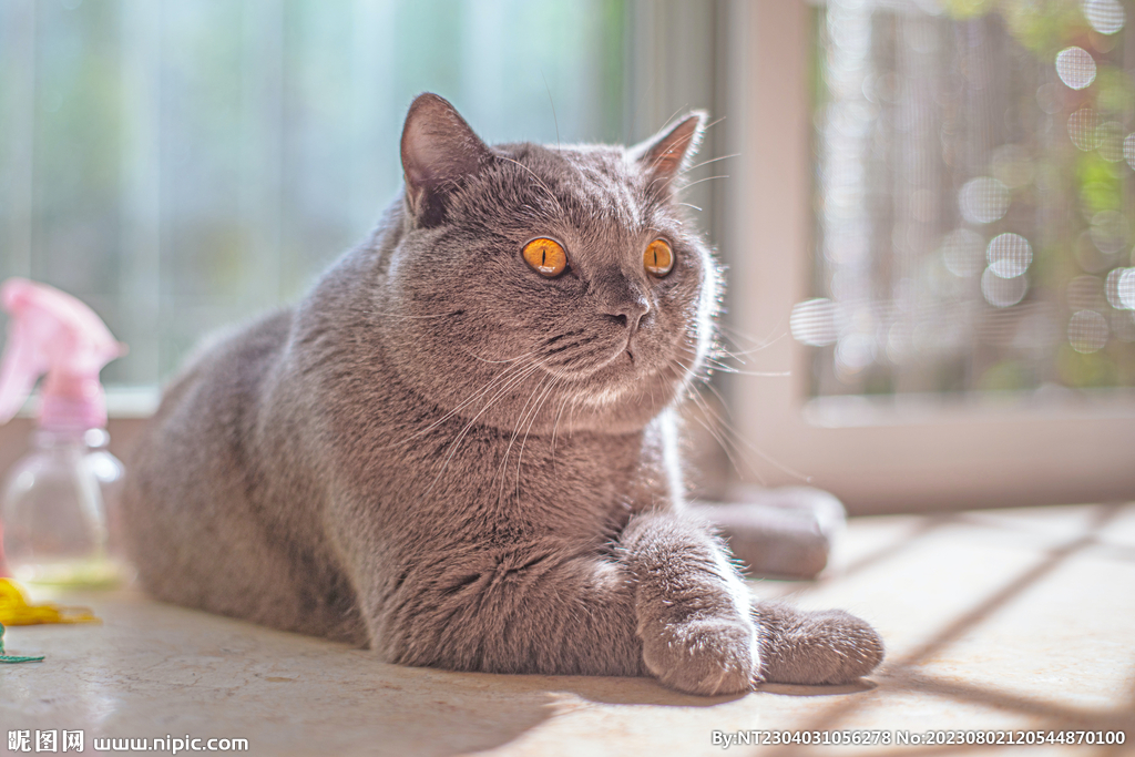 萌猫