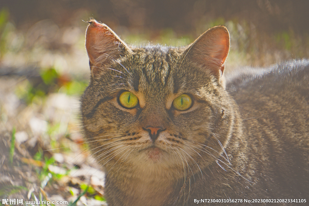 萌猫