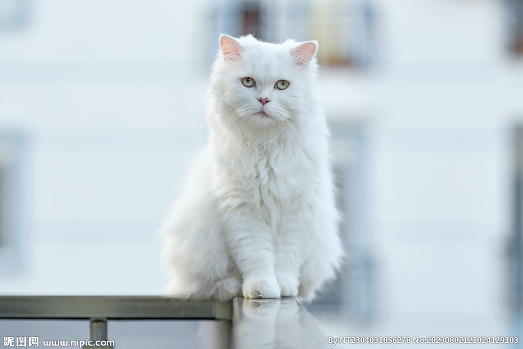 萌猫