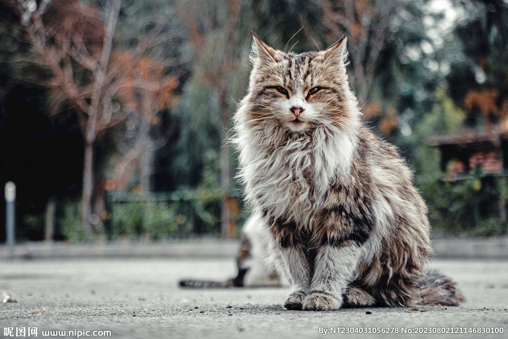 流浪猫