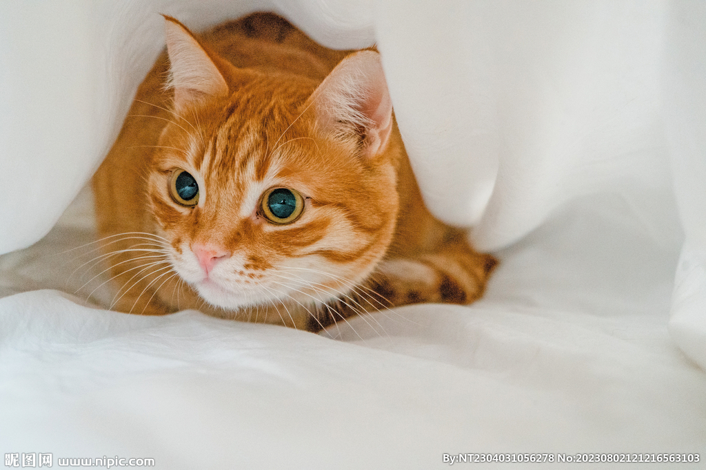 萌猫 