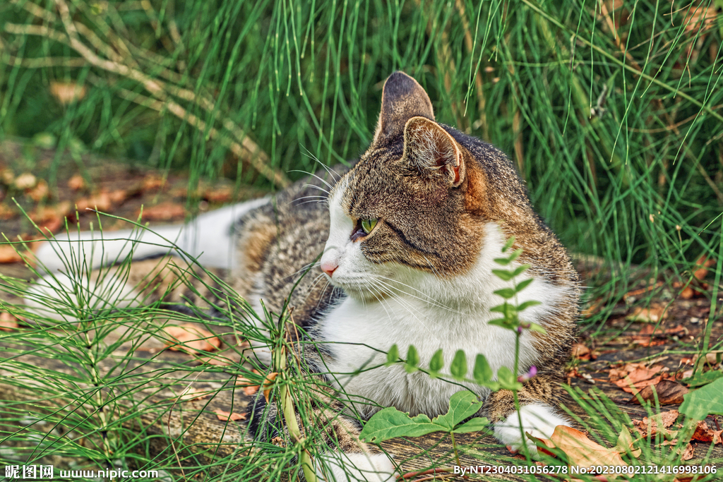 萌猫