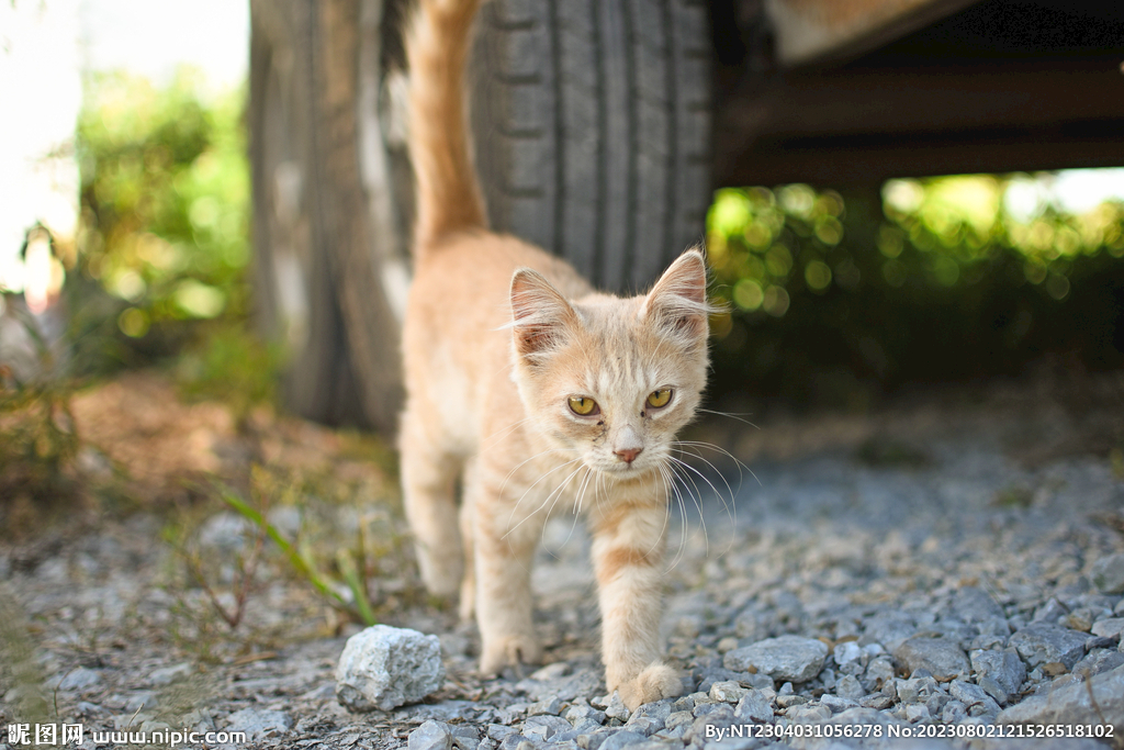 萌猫