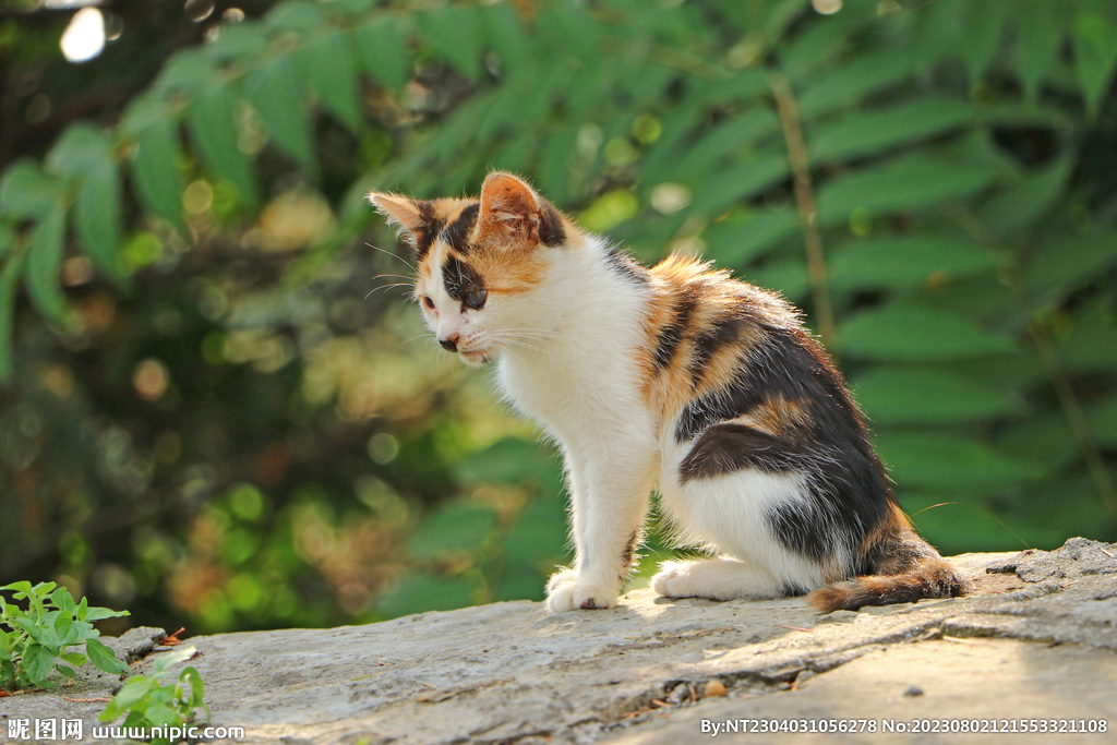 萌猫
