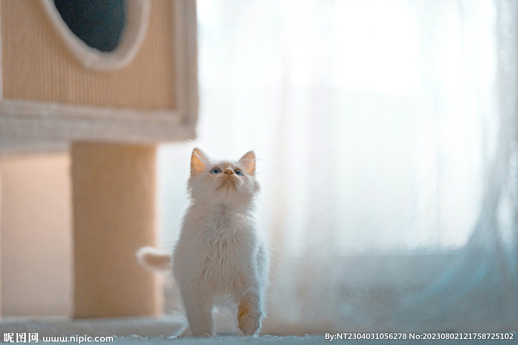 小猫