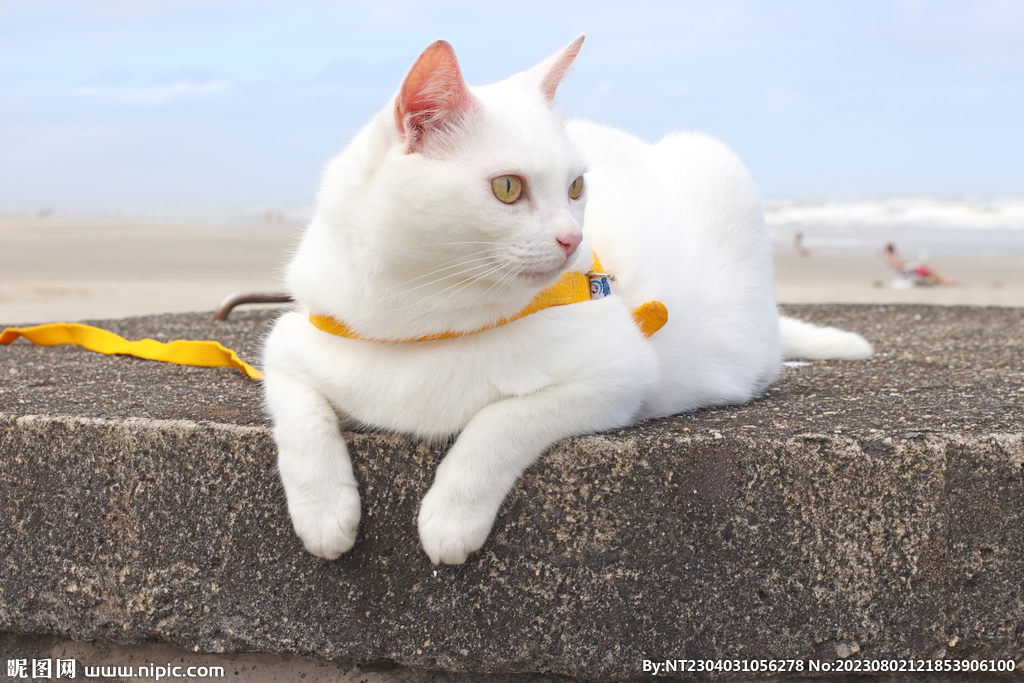 萌猫