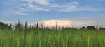 稻田风景