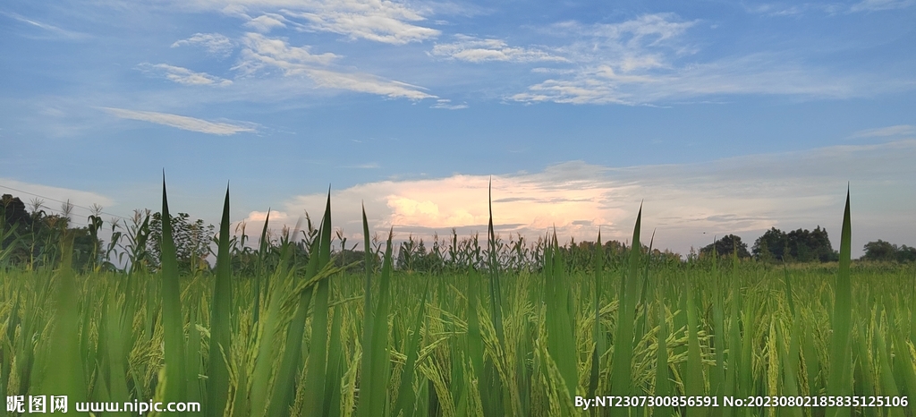 稻田风景