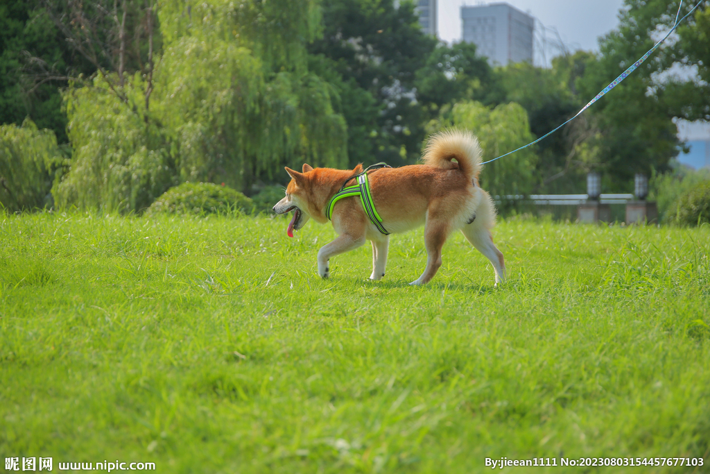 草地柴犬