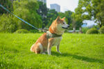 草坪柴犬