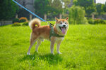 草坪柴犬