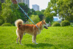 草坪柴犬