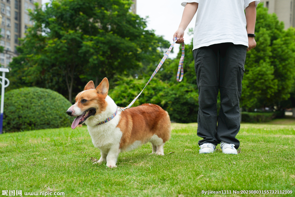 草地柯基犬