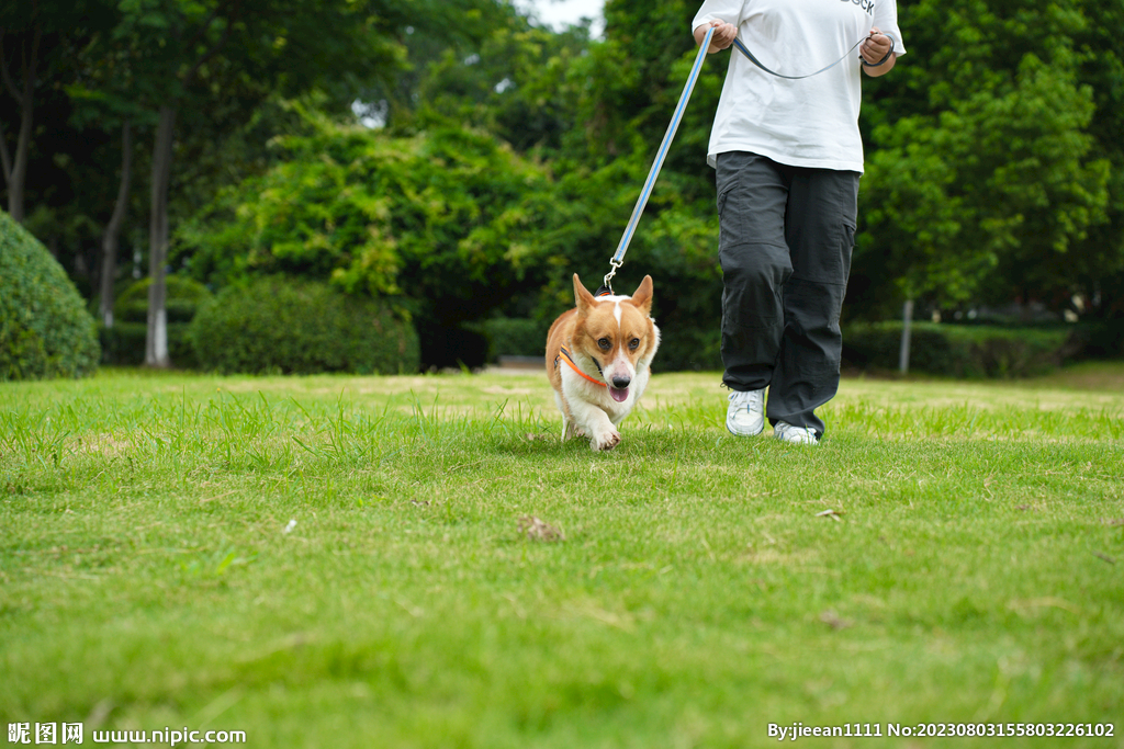 草地柯基犬