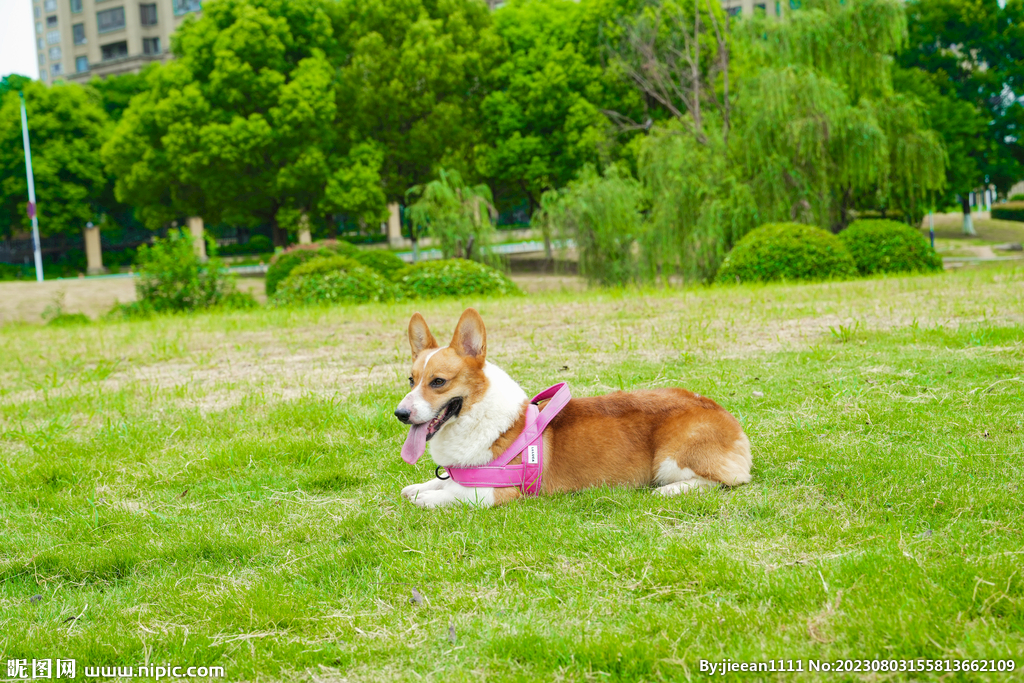 柯基犬