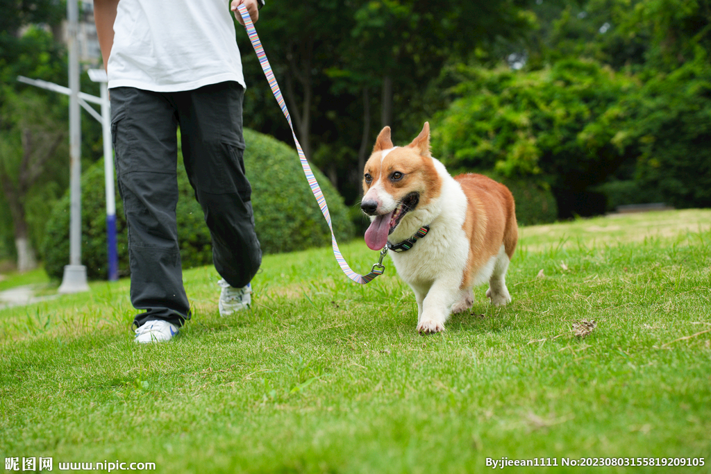 草地柯基犬