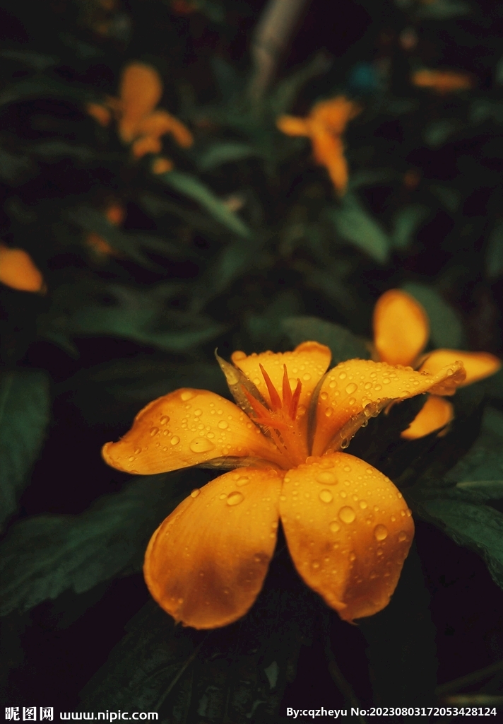 时钟花