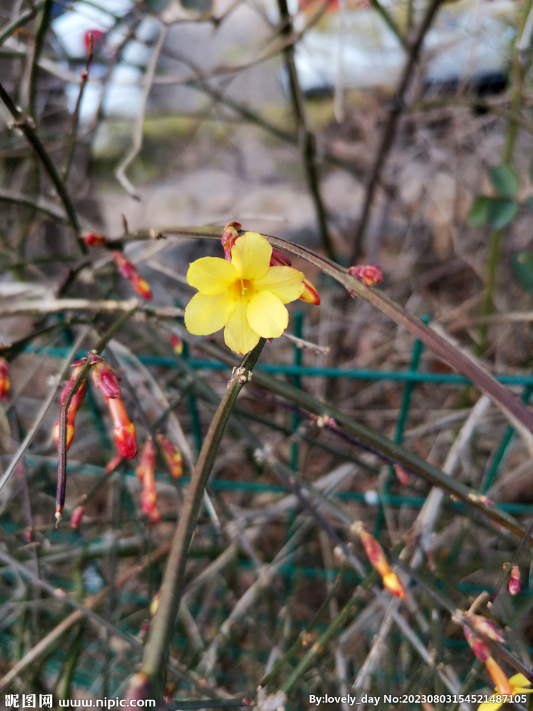 迎春花