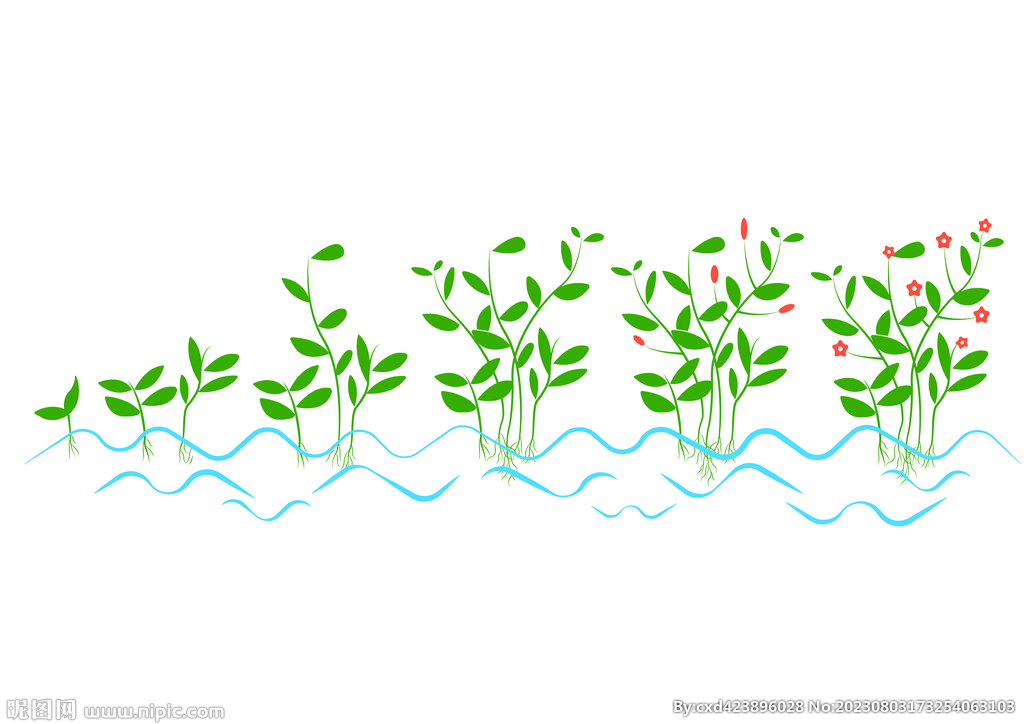 水培植物的生长过程