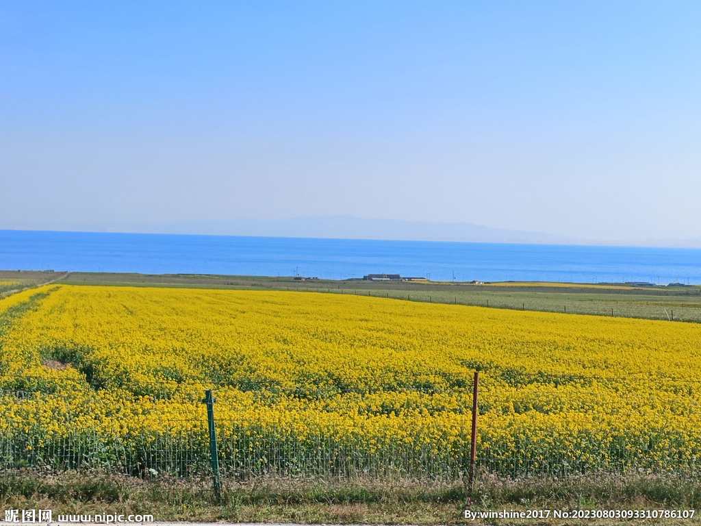 油菜花