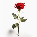 玫瑰花 