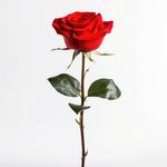 玫瑰花 