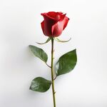 玫瑰花
