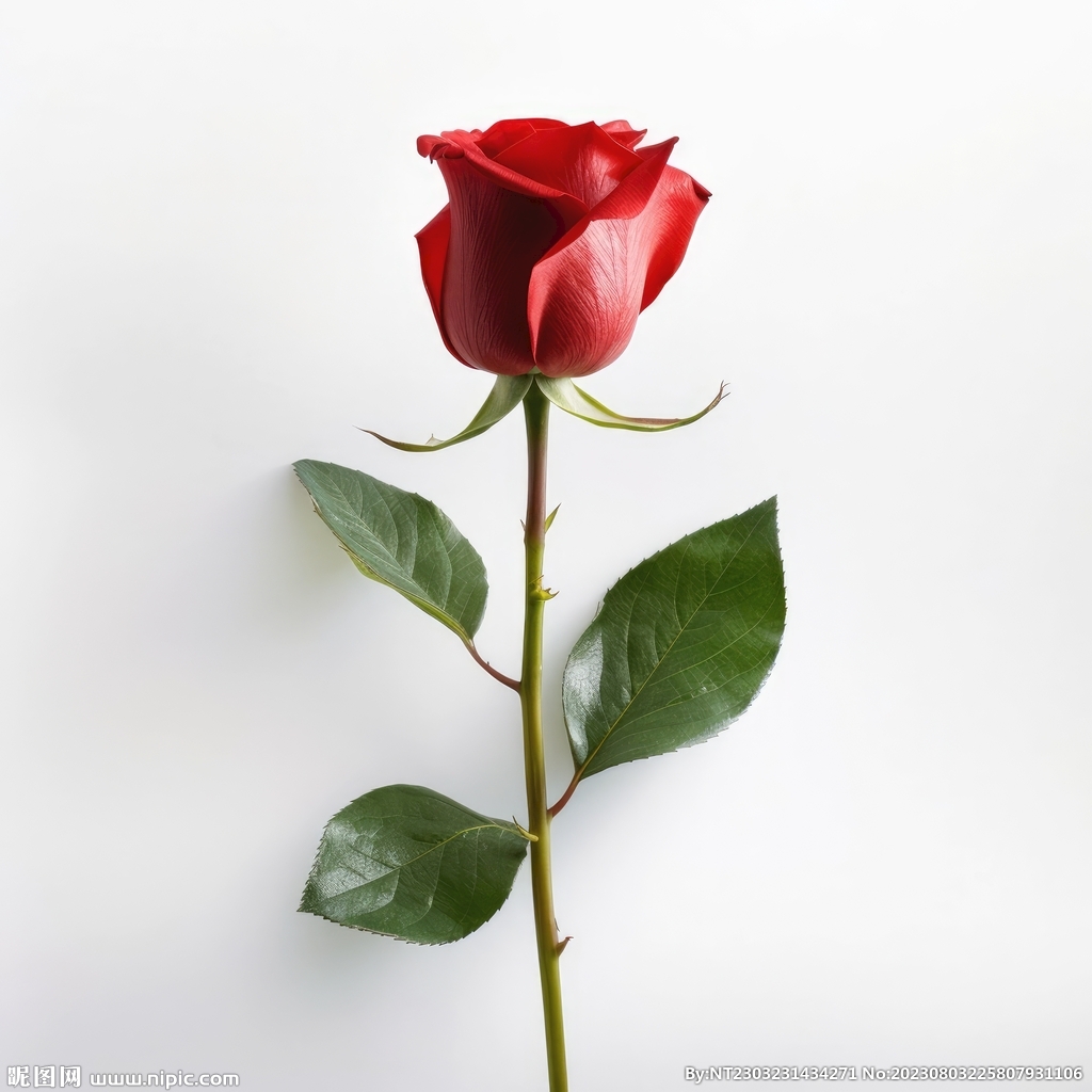 玫瑰花