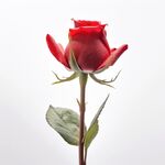 玫瑰花 