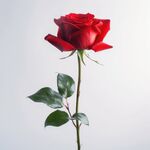 玫瑰花 