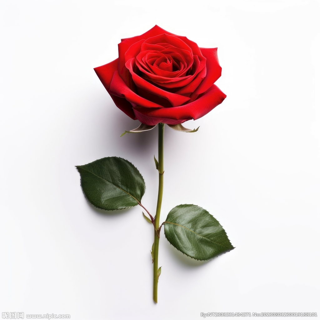 玫瑰花 