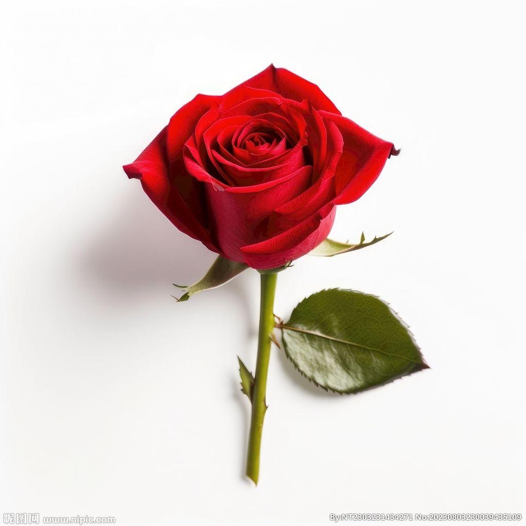 玫瑰花 