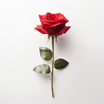玫瑰花 