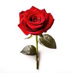 玫瑰花 
