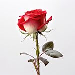 玫瑰花