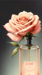 明艳的玫瑰花，香水瓶标签