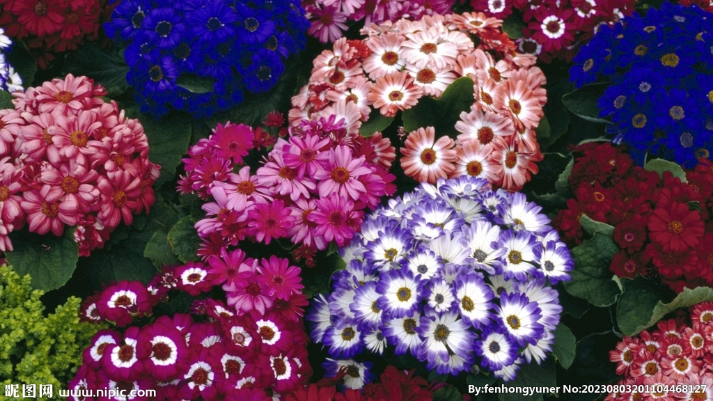 绣球花